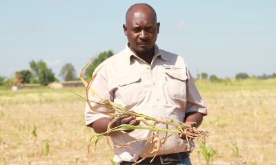 A farmer holds a maize plant wilting from the drought at his farm in Beatrice, about 25 miles southwest of Harare, Zimbabwe