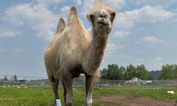 Edmonton Valley Zoo euthanizes beloved Bactrian camel Tuyaa - Edmonton