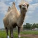Edmonton Valley Zoo euthanizes beloved Bactrian camel Tuyaa - Edmonton