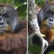Orangutan treats facial wound with medicinal plant in documented first - National