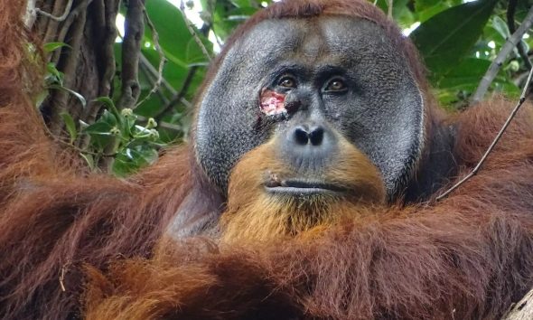 Adult flanged male orangutan Rakus with a facial wound two days before applying plant mesh to the wound