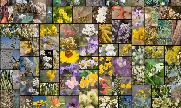 A composite of 88 species of native plants growing wild in their Southern California habitats