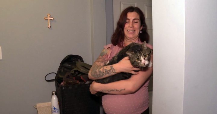 Cat home safe after escaping Calgary vet, hitching 30-km highway ride under car hood