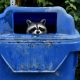 A ‘zombie’ virus is raging among raccoons. What to know