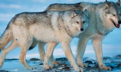 B.C. wolf cull program targeting wrong issue, wildlife protection group says