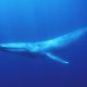 Photos emphasizes the extensive length of a blue whale off the coast of southern California