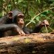 Wild western chimpanzee using a stick tool to extract high-nutrient food