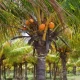 Coconut plantation land Owners demand N14bn compensation from Akwa Ibom govt
