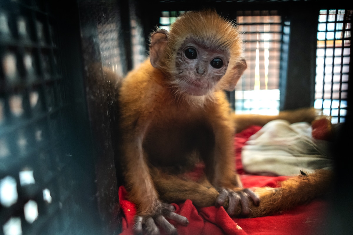 A baby langur monkey rescued by conservation officers from suspected illegal wildlife trade in Indonesia