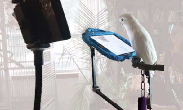 The setup for parrots’ video calls shows a parrot in their home environment with the recording device, the tablet, the stand for it and the bell