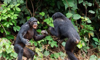 Two adult male bonobos face each other in fighting stances in the Democratic Republic of the Congo, Africa