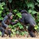 Two adult male bonobos face each other in fighting stances in the Democratic Republic of the Congo, Africa