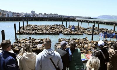 Surge of Sea Lions Delights San Francisco's Fisherman's Wharf