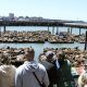 Surge of Sea Lions Delights San Francisco's Fisherman's Wharf